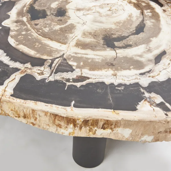 Two Part Petrified Wood Trunk Coffee Table