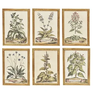 Set Six Hand Coloured Abraham Munting Botanical Prints