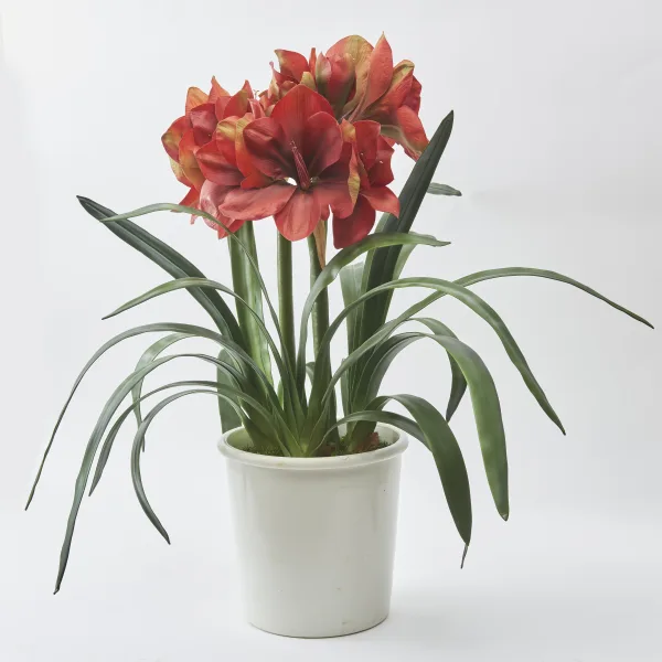 Large French Porcelain Jardiniere Planted With Red Amaryllis
