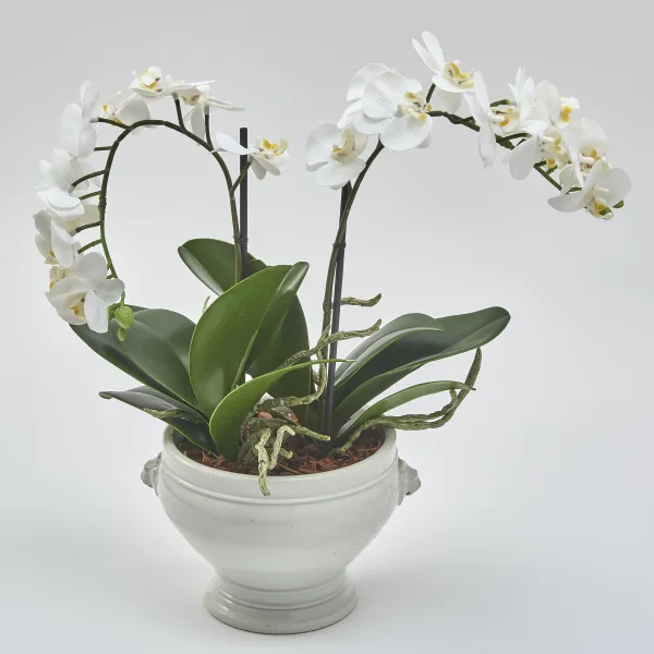 Medium Faience De Dijon Bowl Planted With Orchid