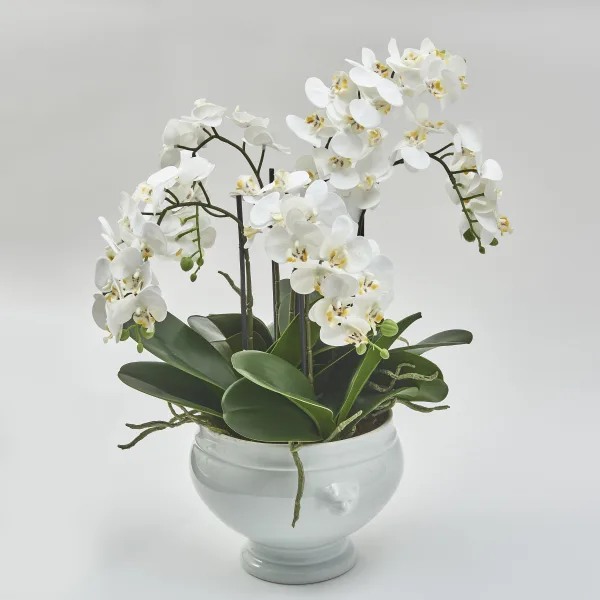 French Faience De Dijon Bowl Planted With White Orchids