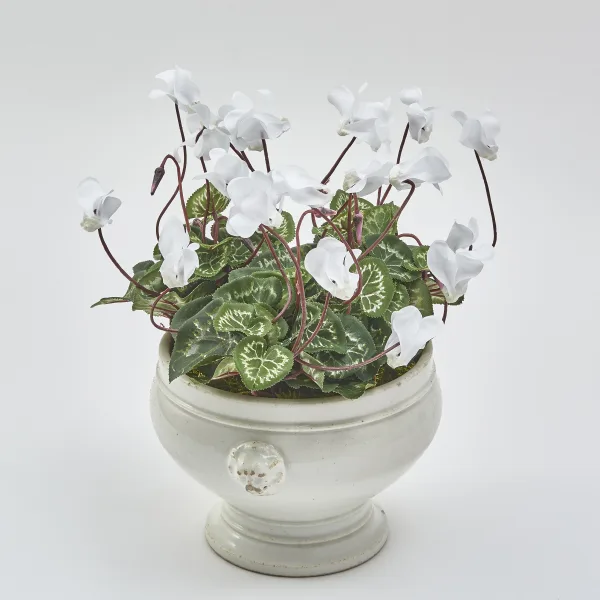 Large French Faience De Dijon Bowl Planted With Cyclamen