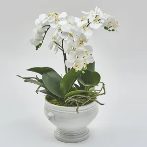 French C19th Faience De Dijon Bowl Planted Up With Orchids