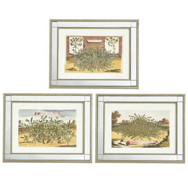 Set Three Abraham Munting Botanical Prints